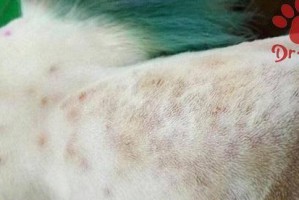 揭秘狗狗季节性过敏（狗狗季节性过敏是如何影响宠物健康的？）
