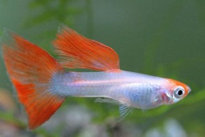 孔雀鱼混养之完美伙伴（与孔雀鱼共享水族箱的理想伙伴，了解这10种适合混养的鱼类）
