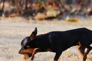 迷你杜宾犬为什么会吃草？（探究宠物爱吃草的原因及解决方法）