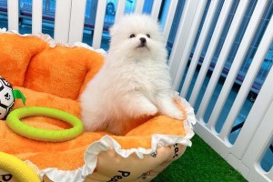 除了狗，还有哪些可爱的宠物？（探索多样化宠物世界，你可能不知道的那些好伙伴）