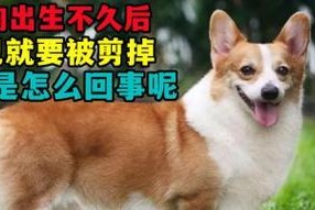 为什么狗狗经常夹尾巴？（探索狗狗夹尾巴的原因和含义）