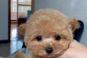 泰迪宝宝的养育之路——打针是必不可少的（为保护泰迪健康，打针是最佳选择）