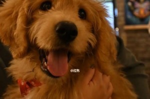 可卡犬为什么一直叫？（揭开可爱的犬犬叫声背后的秘密）