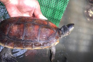 裙边龟的饲养技巧（打造幸福的宠物生活）