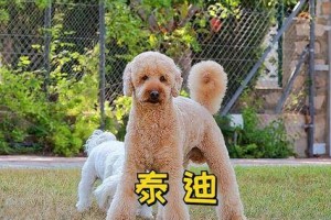 冬季不适合选购泰迪犬的原因（市场价格高昂、需注意宠物保暖和护理）