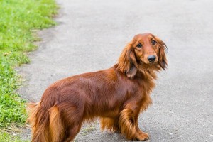 轻松学会为腊肠犬剪指甲（宠物主人必看，1个）