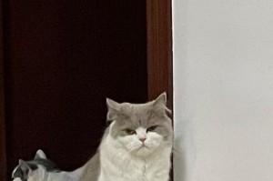 猫为什么喜欢蹭？（探究猫咪蹭的原因及其行为动机）