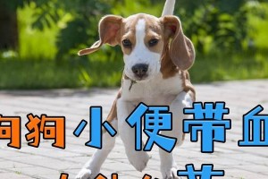 狗狗拉血了吃什么药好？（探索适合狗狗拉血的药物治疗方法）