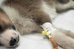 狗狗糖尿病的症状及预防措施（了解狗狗糖尿病的常见症状，预防疾病对宠物的影响）