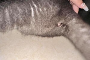 屁眼上的毛（探究屁眼上的毛对人体的影响，及如何正确处理屁眼毛）