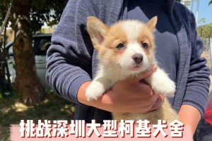 柯基犬喂养要注意的6个重点，让狗狗健康成长（关注这些重点，让你的柯基犬长得又壮又健康）