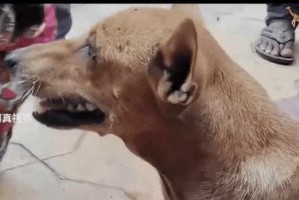 狗狗对着孕妇叫的原因解析（探寻狗狗与孕妇交流背后的奥秘）