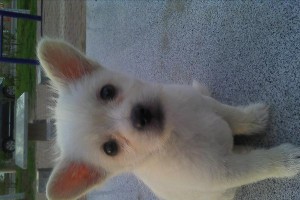 探秘耳朵卷毛身体短毛中型犬（了解这一特殊犬种的历史、特征和适合的家庭环境）