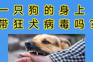 小狗狂犬病症状全面解析（了解小狗狂犬病的常见症状及预防措施）