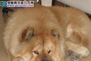 松狮犬口腔卫生全面指南（宠物松狮犬的口腔护理，从口腔健康到牙齿清洁无所不包）