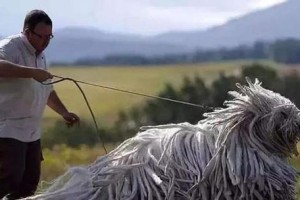 中小型犬的饲养全指南（以宠物为主，了解中小型犬的饲养方法）