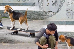 狗狗溜弯时间（探讨宠物狗狗的溜弯频率与时间间隔）