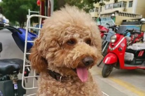 狗项圈（让你的爱宠安全又时尚，狗项圈的选择指南）