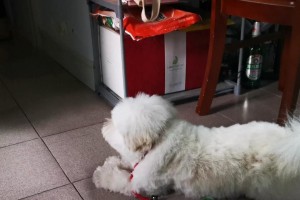 如何让宠物狗养成良好习惯（培养宠物狗好习惯的15个方法）