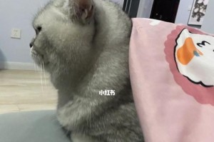 猫咪为何会吐出没消化的猫粮？（探寻猫咪吐猫粮的原因及如何避免）