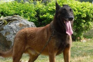 纯血统马犬的独特魅力（探索世界上最优雅的犬种——马犬）