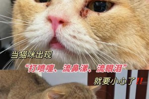 猫咪怀孕时的反应与注意事项（了解猫咪怀孕的常见反应和正确护理方法）