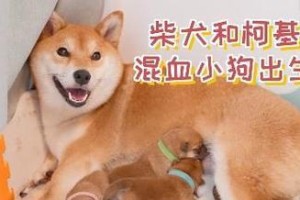 选择适合新手的犬种（从性格到养护，了解两个犬种的优势与不足）