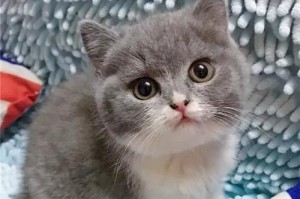 英短蓝猫的亲人特性（探寻为什么英短蓝猫如此喜欢亲近人类）