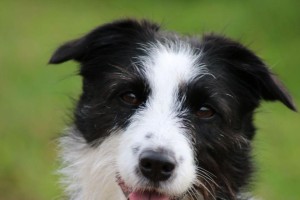 边牧犬的聪明之谜（探索边牧聪明的原因及其影响）
