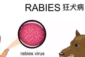 狂犬病毒的致死率与其特殊性（探究狂犬病毒为何致死率未达100%以及关键原因）