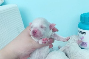 比熊狗狗的牙齿生长周期（探究比熊狗狗牙齿生长的时间和注意事项）