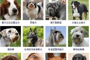 从喂养到清洁，打造一个健康的柯基犬（从喂养到清洁，打造一个健康的柯基犬）