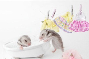 仓鼠幼崽的断奶时机和方法（探究仓鼠幼崽断奶的关键时期及正确的方法）