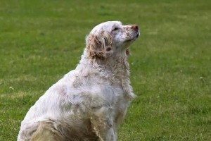 养护你的葡萄牙水犬（以爱与耐心，打造健康快乐的宠物生活）