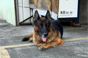 选择哪种狗作为宠物最佳？（以性格友好和易于训练为的狗种）