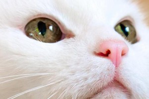 宠物猫为什么喜欢抓耳朵？——揭开猫咪耳部护理的秘密（探寻猫咪抓耳朵的原因，了解如何正确清洁护理）