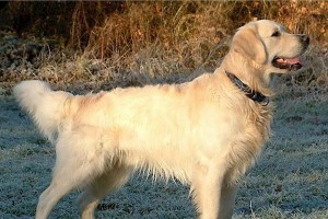 金毛犬的冬季饮食（从喂养原则到食材选择，让你的金毛犬健康过冬）