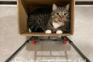 为什么不可以溜猫？（探讨溜猫的危害和不适宜性）