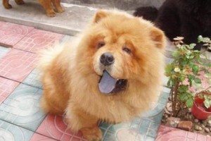 以松狮犬的仪容为重，打造整洁宠物（如何让松狮犬保持整洁？）