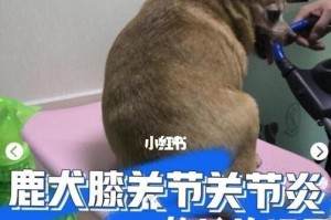 狗狗关节病治疗方法大揭秘（从宠物摄入、运动管理到药物治疗，全方位呵护你的爱犬）