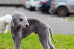 宠物贝灵顿梗犬的避孕方法（保持宠物健康，合理控制繁殖频率）