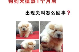 犬瘟患狗咳嗽的治疗方法（药物治疗是关键，关注咳嗽缓解与免疫提升）
