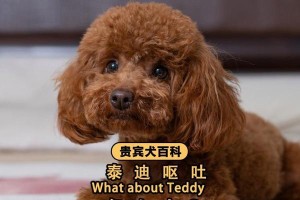 泰迪干呕的声音（探索泰迪干呕声的特征和原因，关注宠物健康）