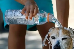 为什么给宠物犬泡犬粮不是最佳选择？（以犬粮泡水为主食的可蒙犬的问题与解决方法）