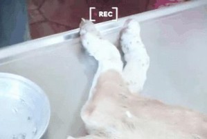 小狗身上寄生虫的种类和症状（揭秘小狗寄生虫的危害及预防方法）