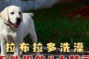 狗狗为什么不能经常洗澡？（探究狗狗洗澡频率的影响与原因）