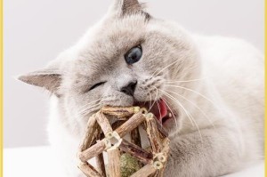 猫咬木头的原因及解决方法（揭秘猫咬木头背后的意义，从而找到解决之道）