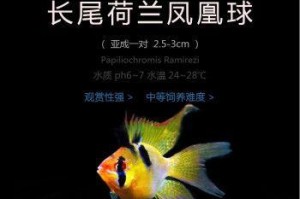 荷兰凤凰饲养指南（如何科学养护荷兰凤凰？）