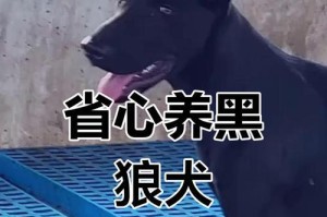 以剩菜剩饭养什么狗好？（剩菜剩饭狗适合养家和环保两大需求）