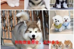 比熊幼犬市场价格大揭秘！（纯种比熊犬价格的涨跌与因素分析）